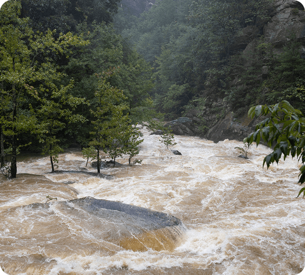 Rapid waters in a wooded area